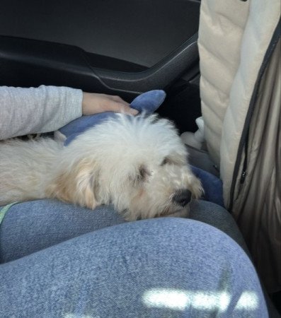 Maltipoo