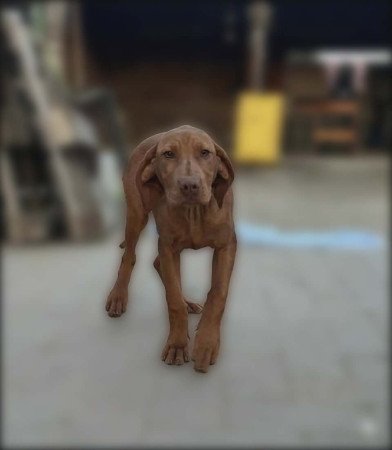 Magyar Vizsla kiskutyák