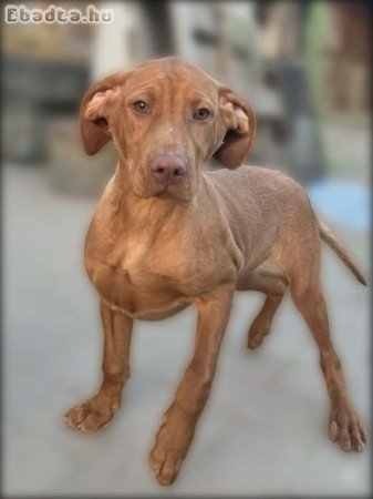 Magyar Vizsla kiskutyák