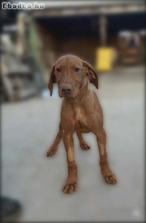 Magyar Vizsla kiskutyák
