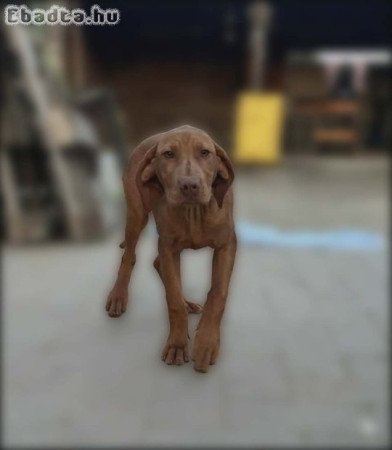 Magyar Vizsla kiskutyák