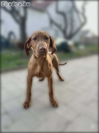Magyar Vizsla kiskutyák