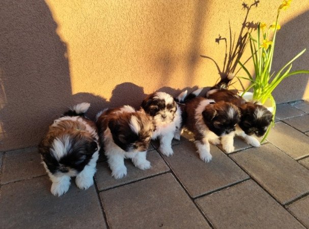 Si-cu