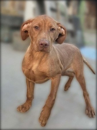 Magyar Vizsla