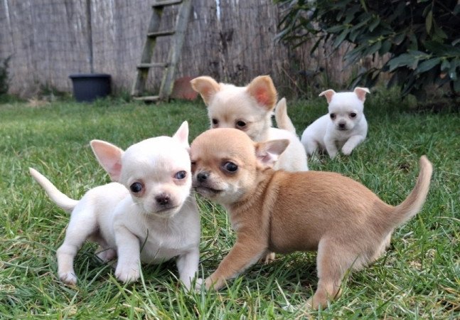 chihuahua