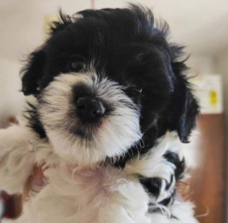 Bichon Havanese