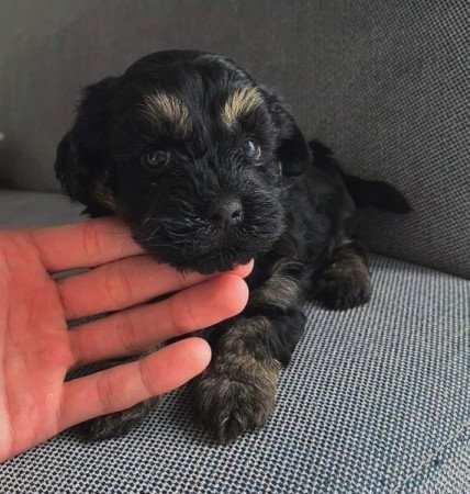 Bichon Havanese