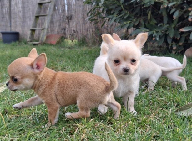 chihuahua
