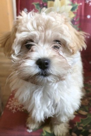 Bichon Havanes