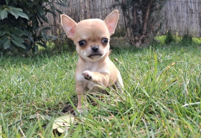 chihuahua
