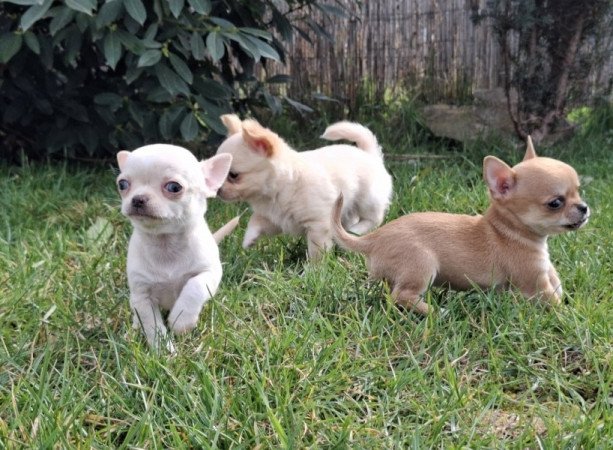 chihuahua