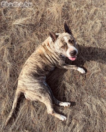 Chloé szerető gazdit keres!