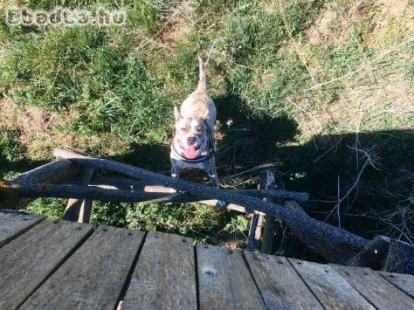 Chloé szerető gazdit keres!