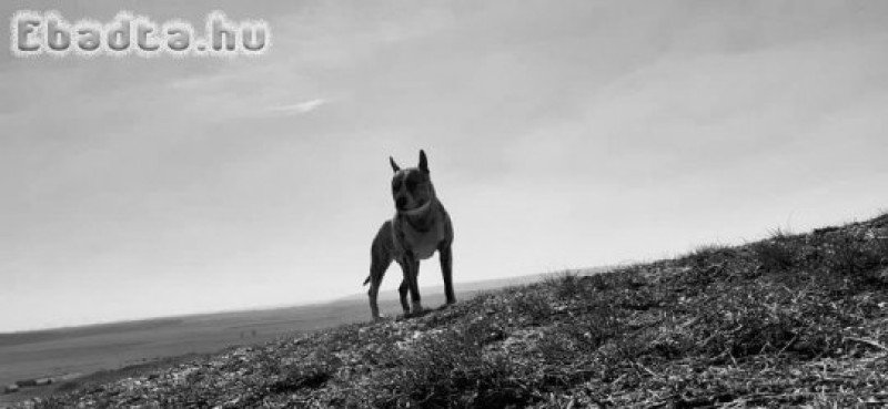 Chloé szerető gazdit keres!