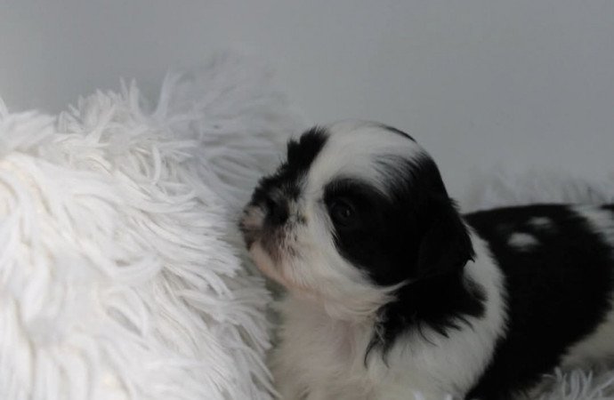 Shih-tzu
