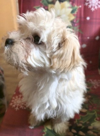 Bichon Havanes