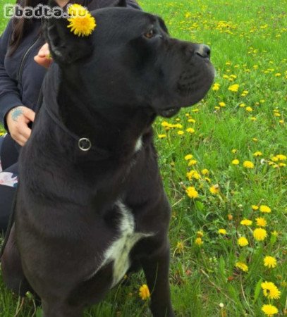 Törzskönyves,masszív Cane corso szuka