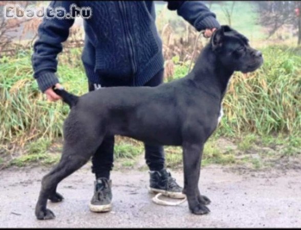Törzskönyves,masszív Cane corso szuka