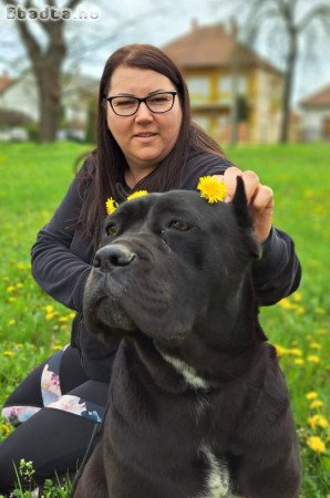 Törzskönyves,masszív Cane corso szuka