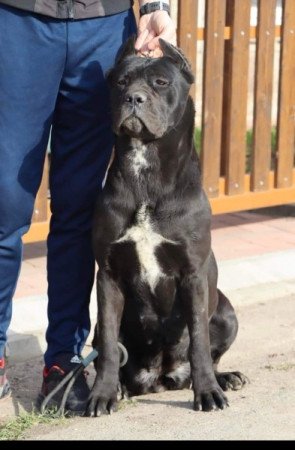 Cane corso