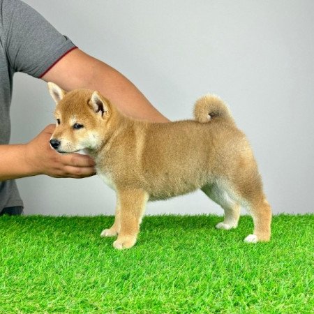 Shiba Inu