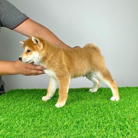 Shiba Inu