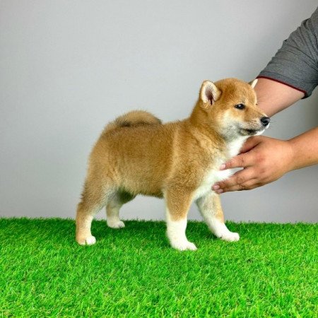 Shiba Inu