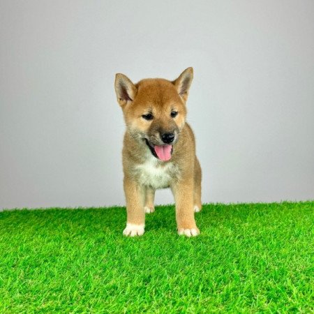 Shiba Inu