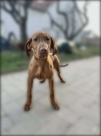 Magyar Vizsla