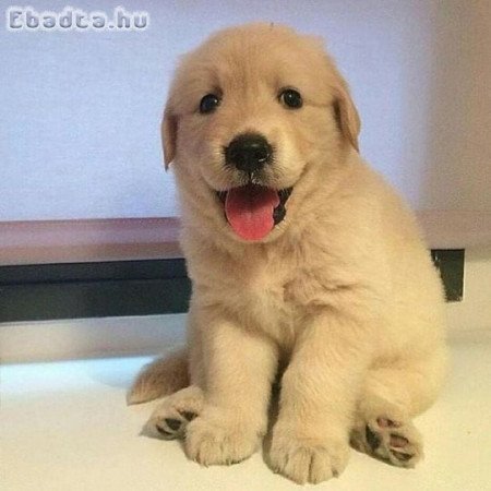 Golden retriever puppy