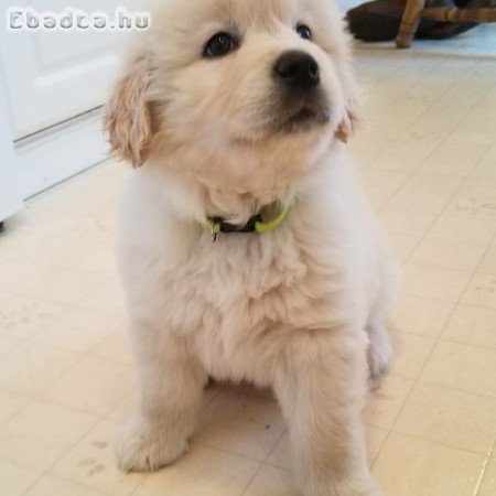 Golden retriever puppy