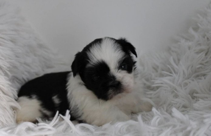 Shih-tzu
