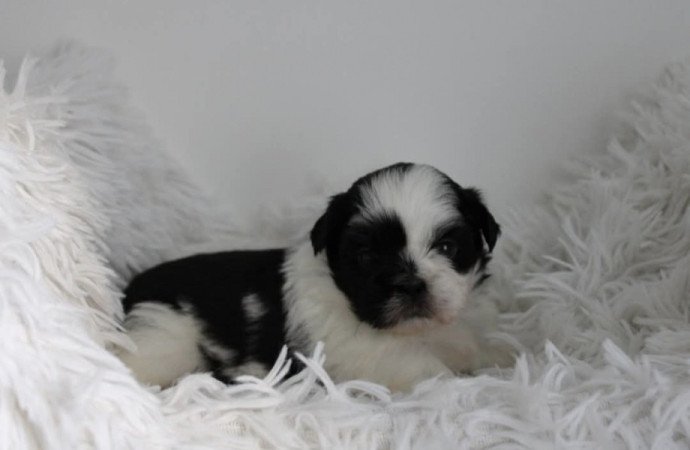 Shih-tzu