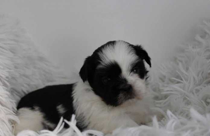 Shih-tzu