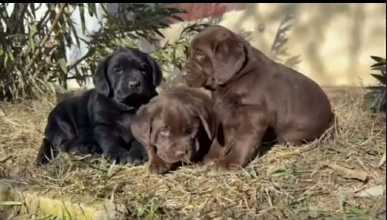 Labrador