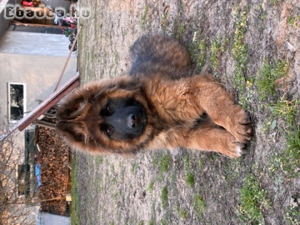 Különlegesség: vörösordas hosszúszőrű szuka eladó