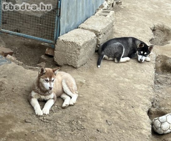 Husky eladó