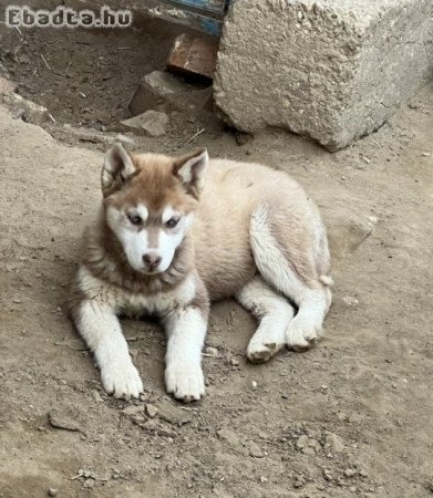 Husky eladó