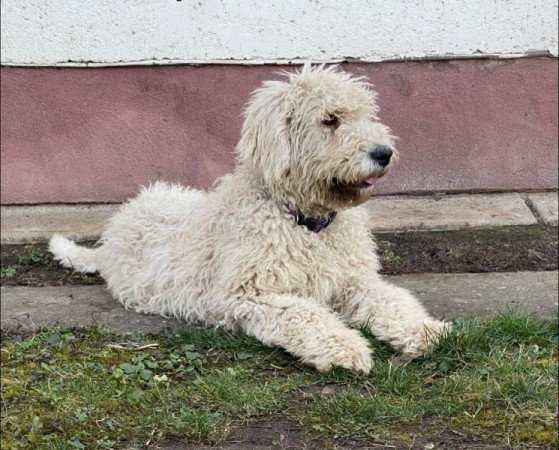 komondor fajta jellegű