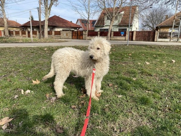 komondor fajta jellegű