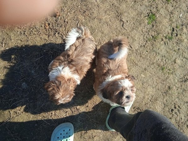 shi tzu