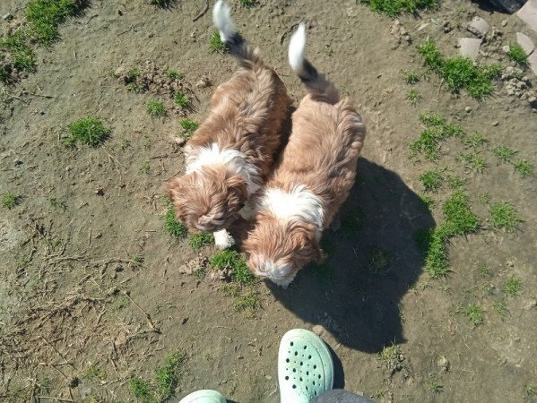 shi tzu