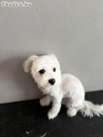 Bichon Havanese kölyök