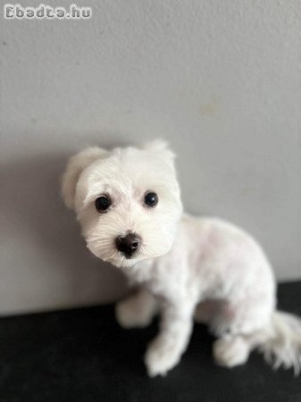 Bichon Havanese kölyök