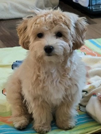 Maltipoo