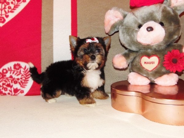 Biewer Yorkshire Terrier Yorki