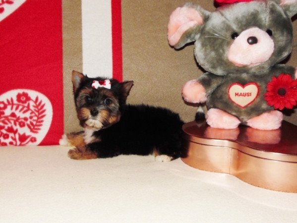 Biewer Yorkshire Terrier Yorki