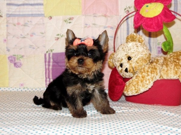 Yorkshire Terrier, Yorki