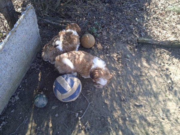 shi tzu