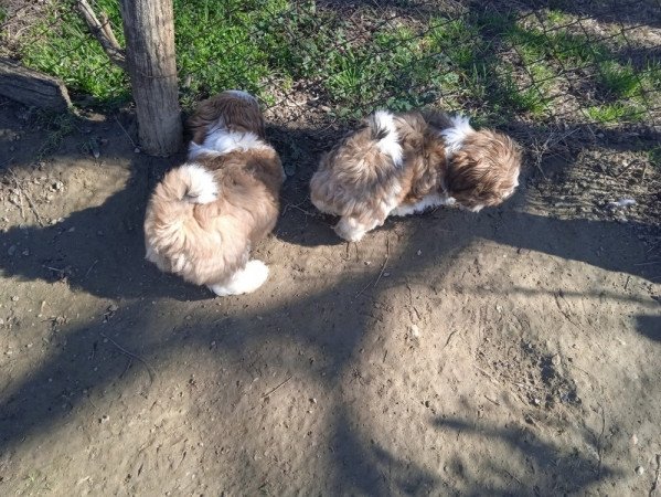 shi tzu